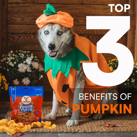 Top 3 Benefits of Pumpkin for Dogs