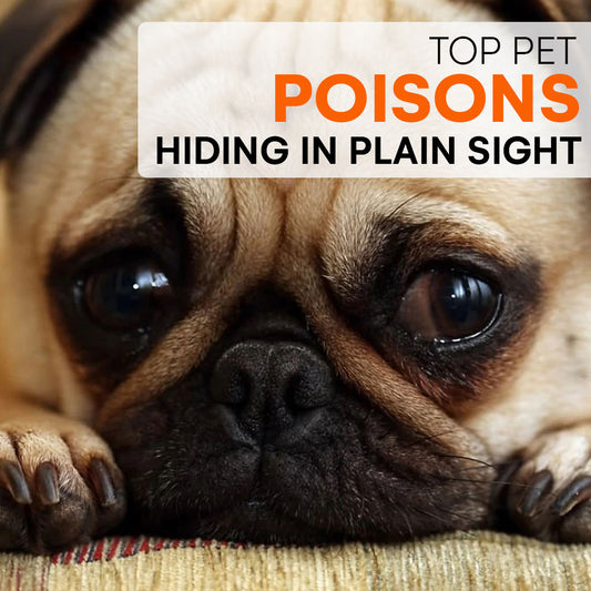 Top Pet Poisons Hiding in Plain Sight