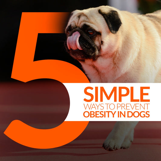 5 Simple Ways to Prevent Obesity in Dogs