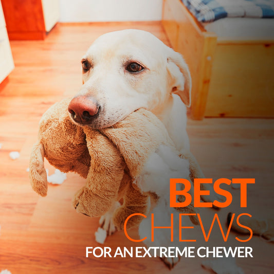 The 4 Best Chews for an Extreme Chewer