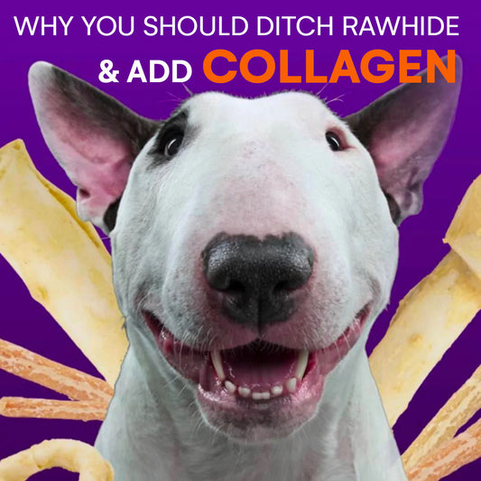 Why You Should Ditch Rawhide Treats