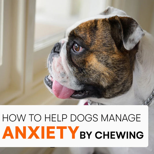 How chewing helps dogs manage anxiety