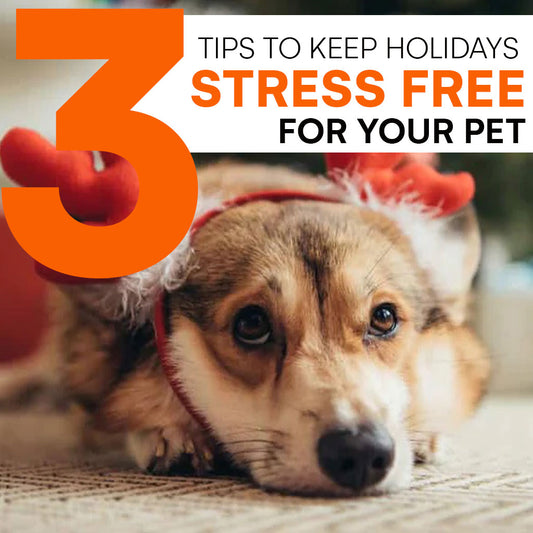 Top 3 Tips to Keep the Holidays Stress-Free for Your Pets