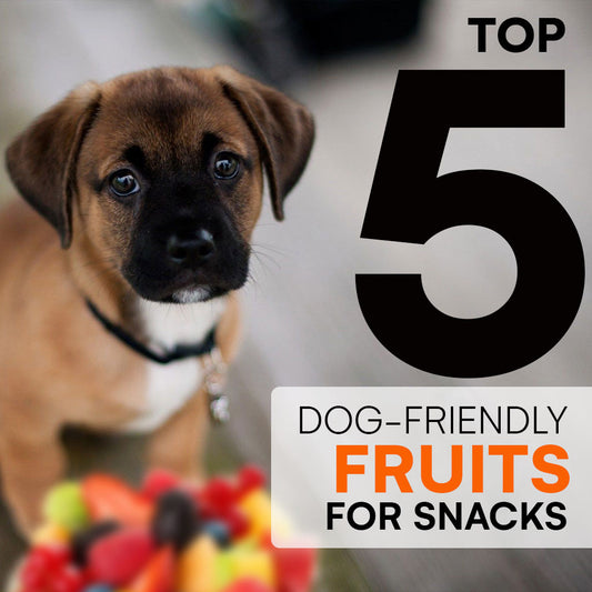 Protect Your Pup With These 5 Dog-Friendly Fruits