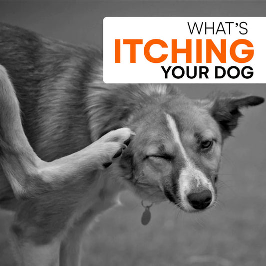 What’s Itching Your Dog?